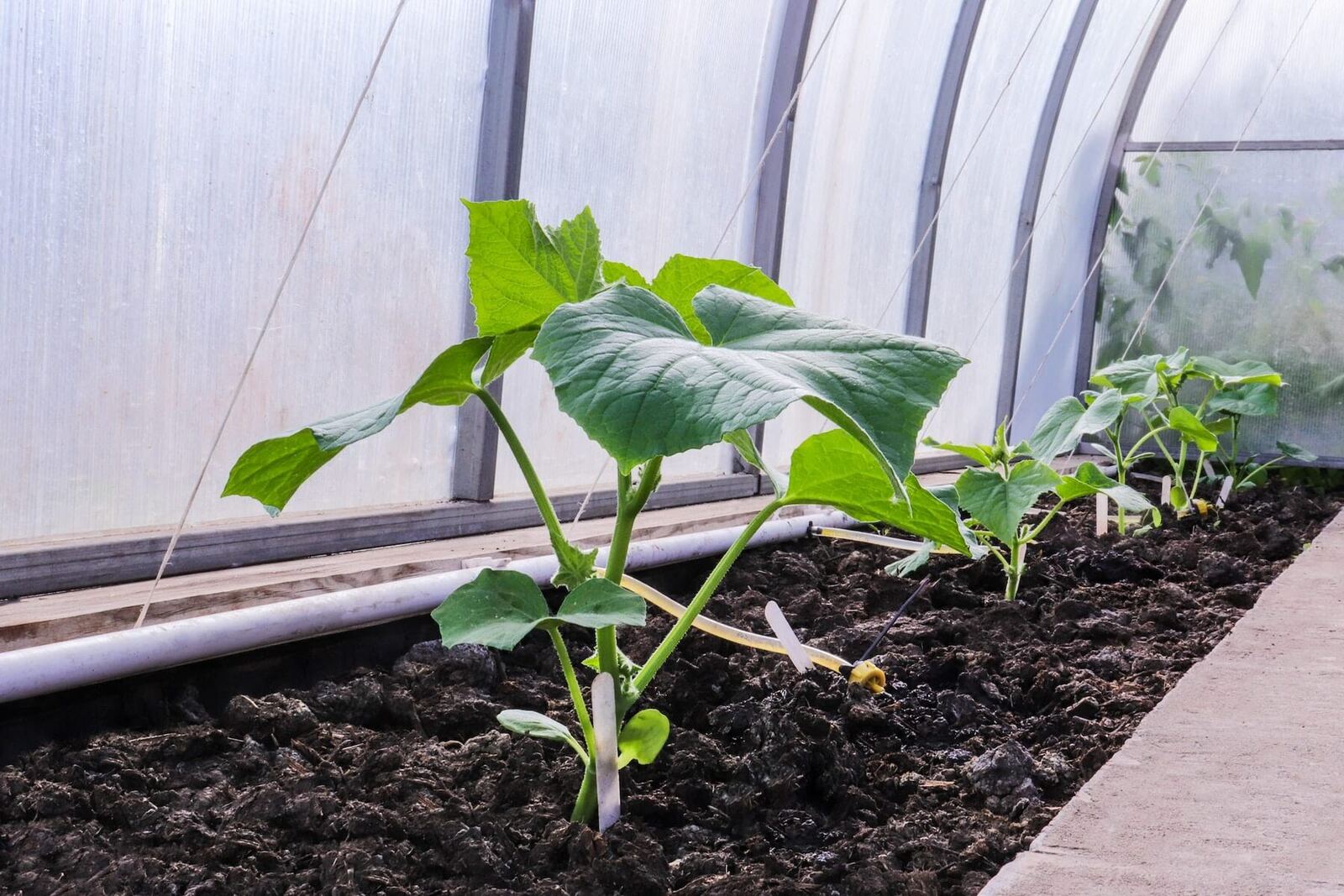 Growing vegetables in a greenhouse. Drip irrigation.